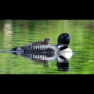 Various photos on canvas starting at $60 for 11x14, Digital for $25